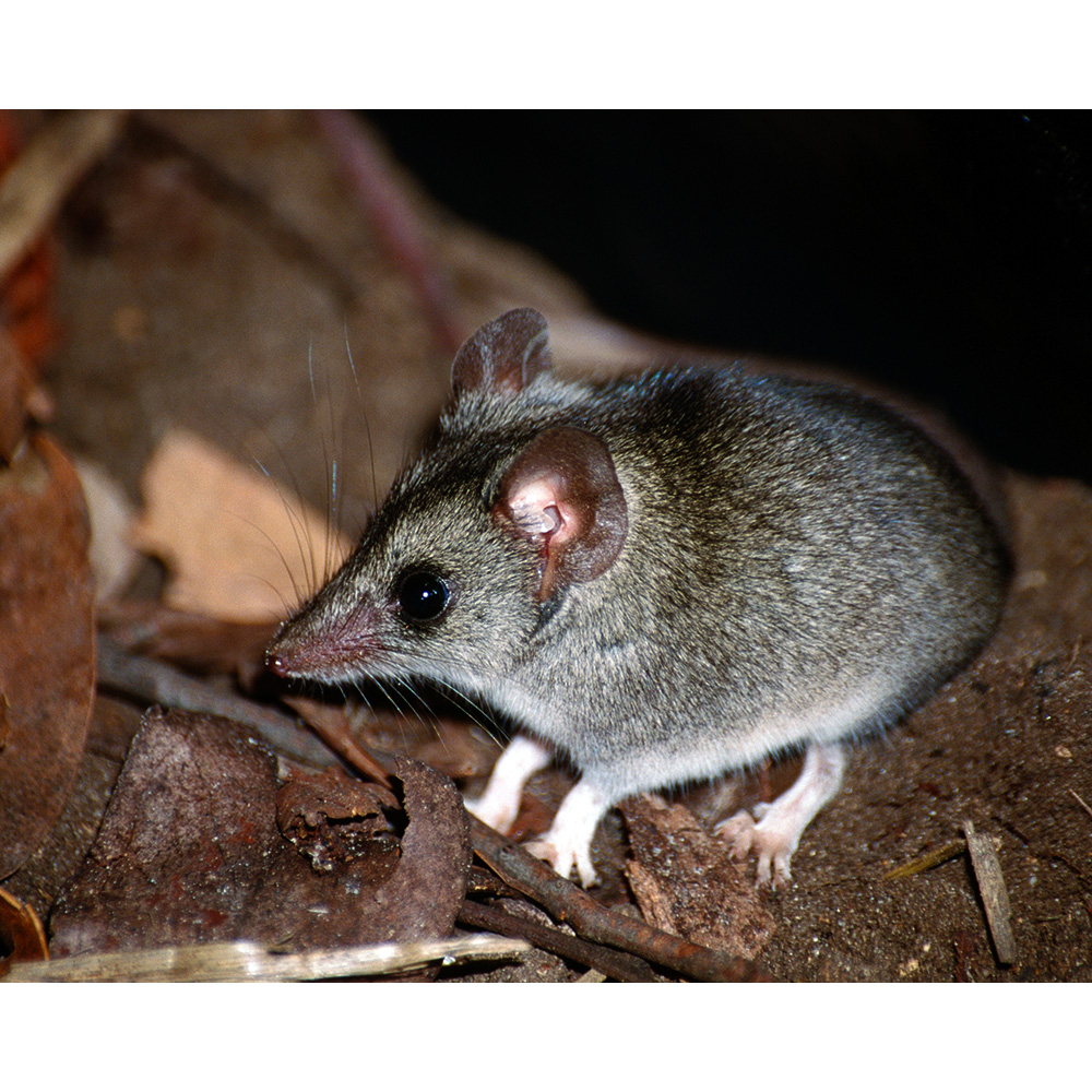 Сумчатая мышь Айткена (Sminthopsis aitkeni) Фото №2