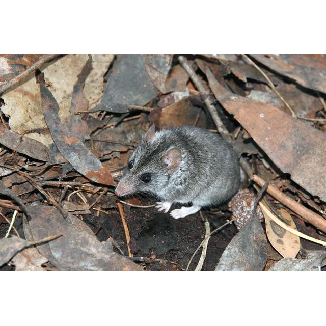 Сумчатая мышь Айткена (Sminthopsis aitkeni) Фото №4