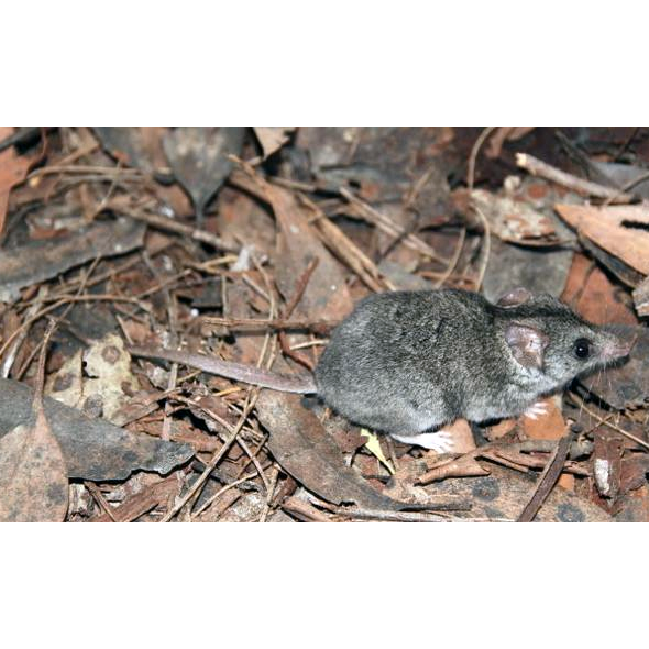 Сумчатая мышь Айткена (Sminthopsis aitkeni) Фото №1