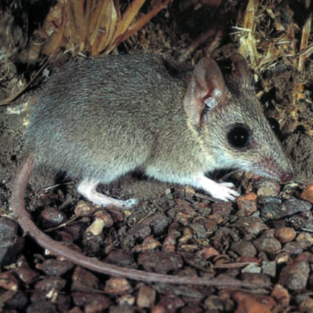 Каштановая сумчатая мышь (Sminthopsis archeri) Фото №1