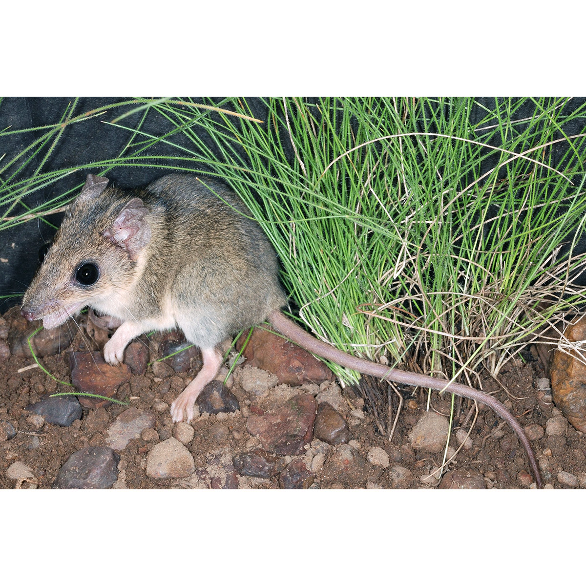 Сумчатая мышь Батлера (Sminthopsis butleri) Фото №2