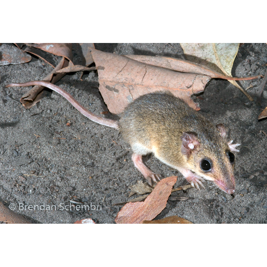 Сумчатая мышь Батлера (Sminthopsis butleri) Фото №1