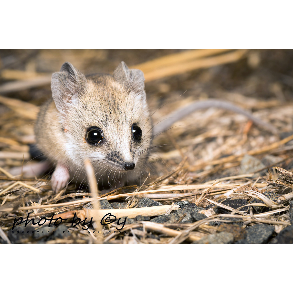 Жирнохвостая сумчатая мышь (Sminthopsis crassicaudata) Фото №10