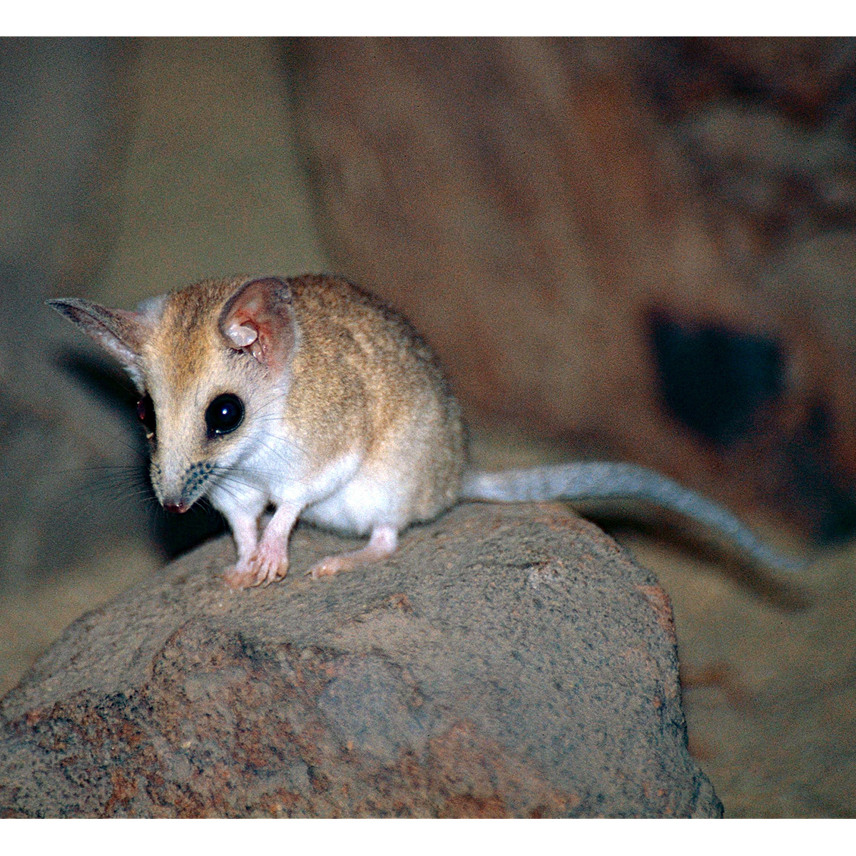 Жирнохвостая сумчатая мышь (Sminthopsis crassicaudata) Фото №2