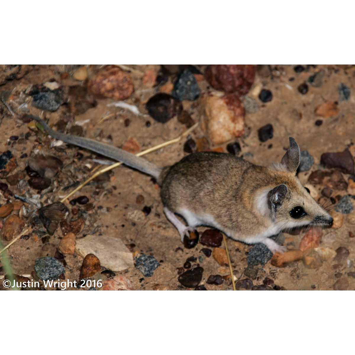 Жирнохвостая сумчатая мышь (Sminthopsis crassicaudata) Фото №3