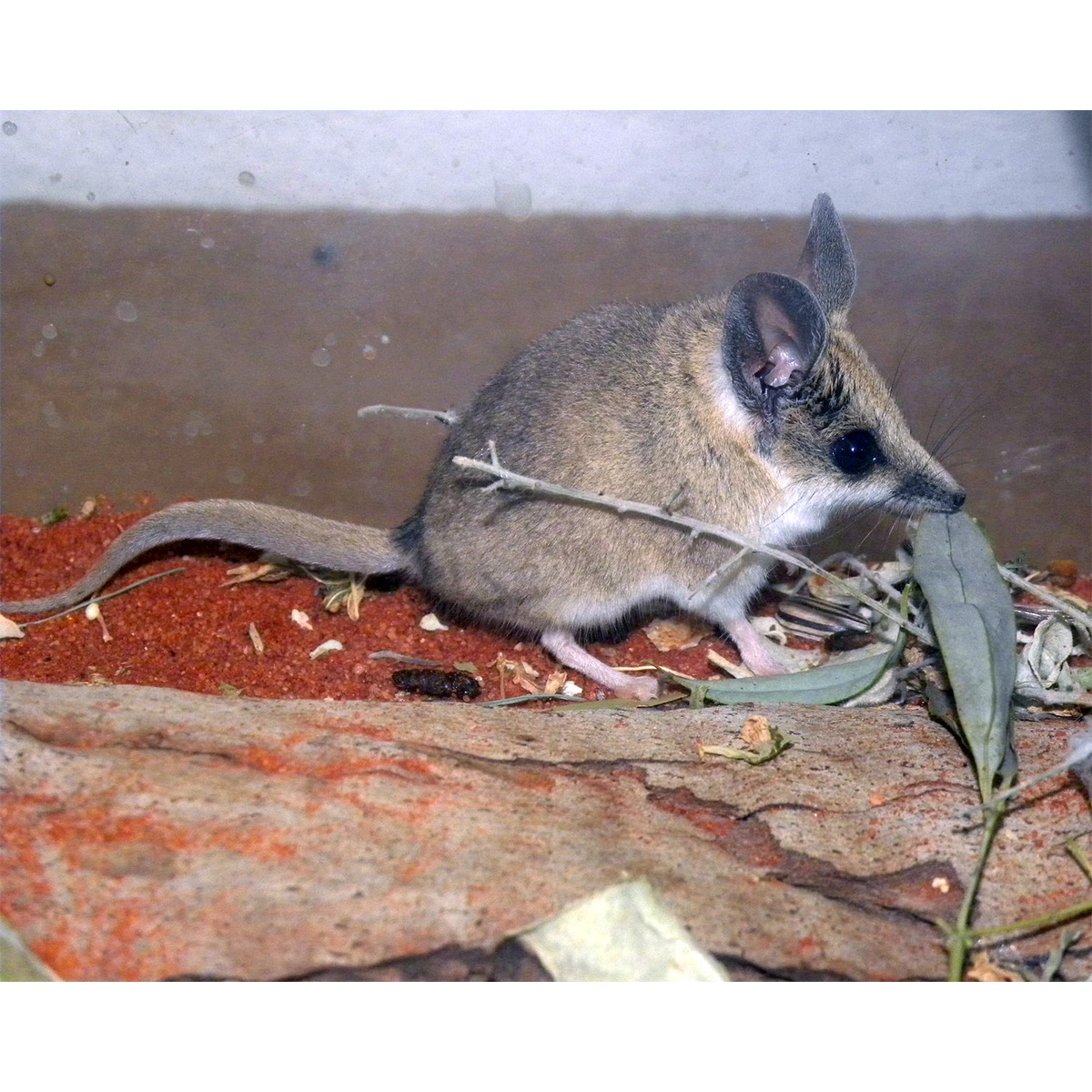 Жирнохвостая сумчатая мышь (Sminthopsis crassicaudata) Фото №4