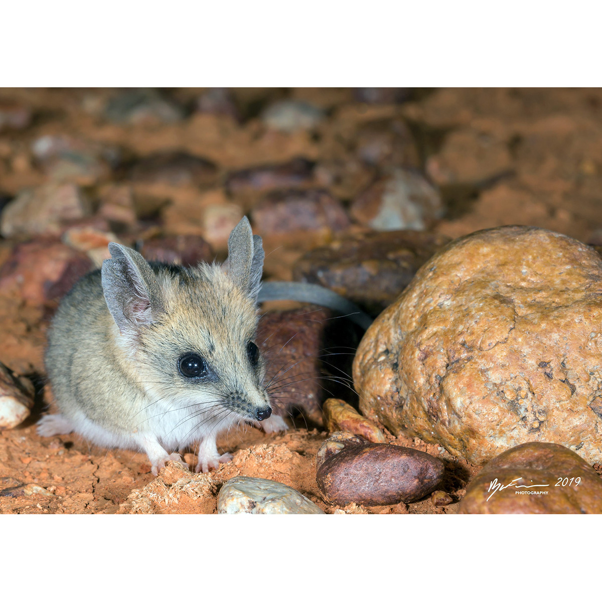 Жирнохвостая сумчатая мышь (Sminthopsis crassicaudata) Фото №6