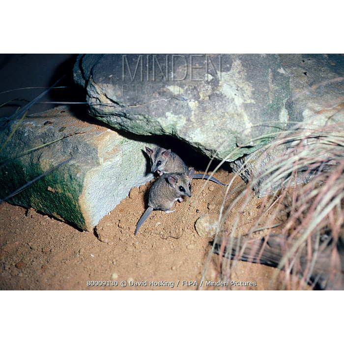 Жирнохвостая сумчатая мышь (Sminthopsis crassicaudata) Фото №8