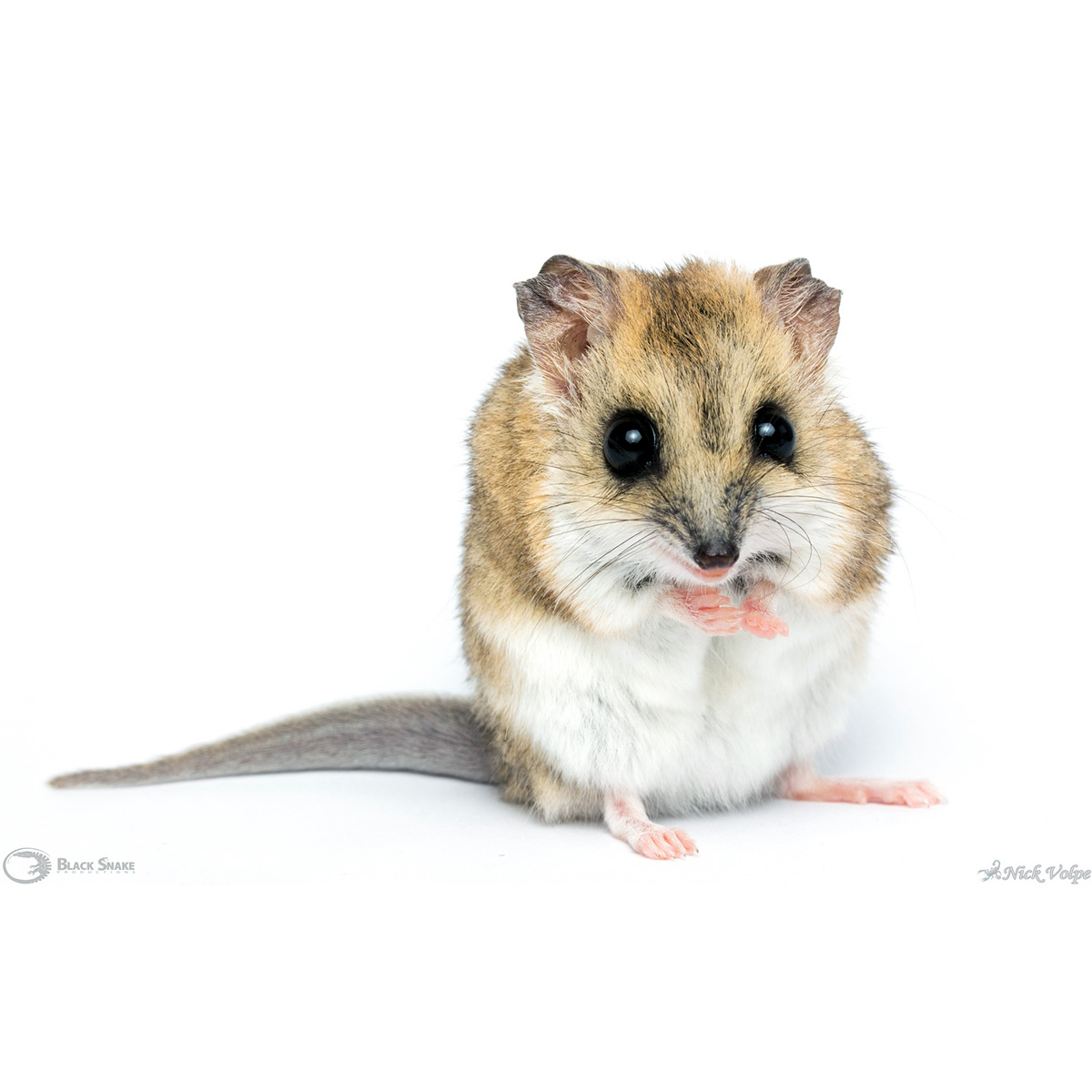 Жирнохвостая сумчатая мышь (Sminthopsis crassicaudata) Фото №9