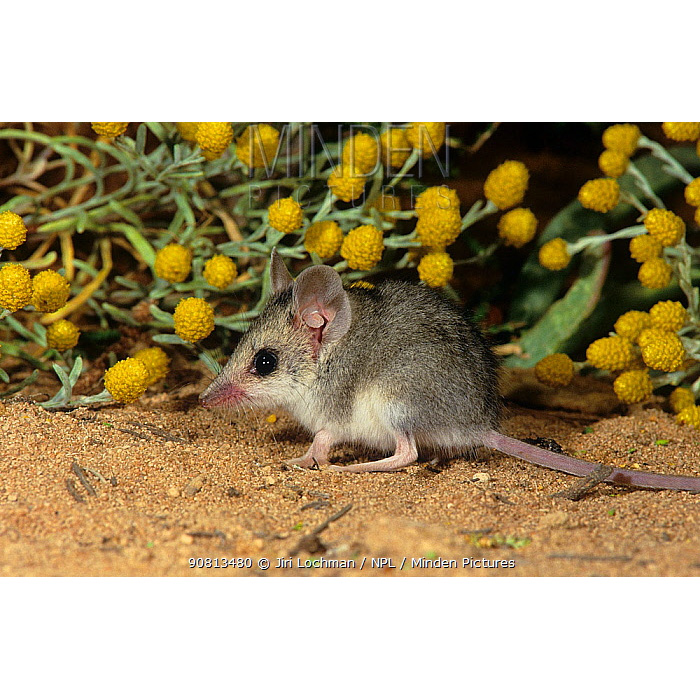 Малая длиннохвостая сумчатая мышь (Sminthopsis dolichura) Фото №2