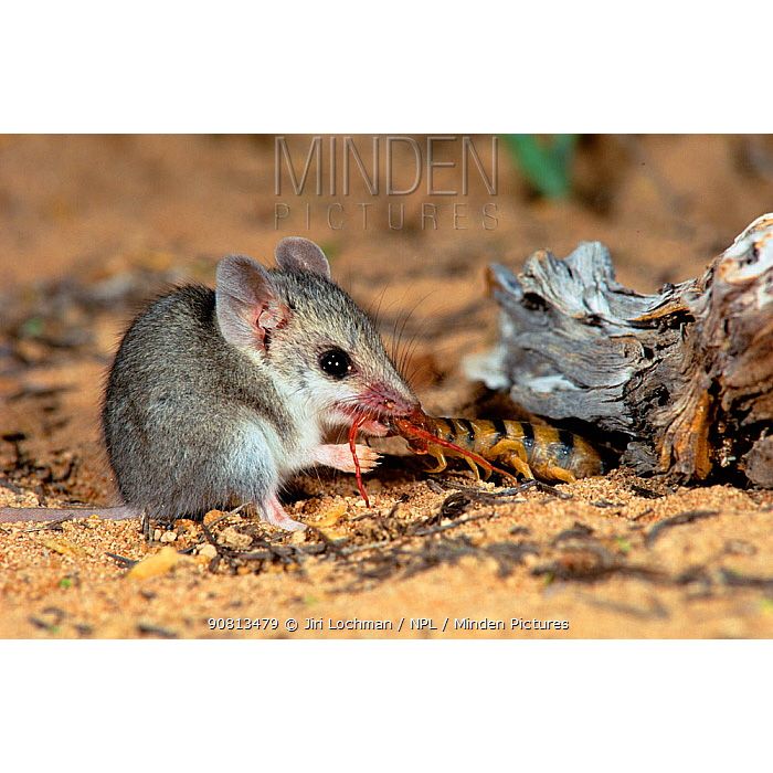 Малая длиннохвостая сумчатая мышь (Sminthopsis dolichura) Фото №3