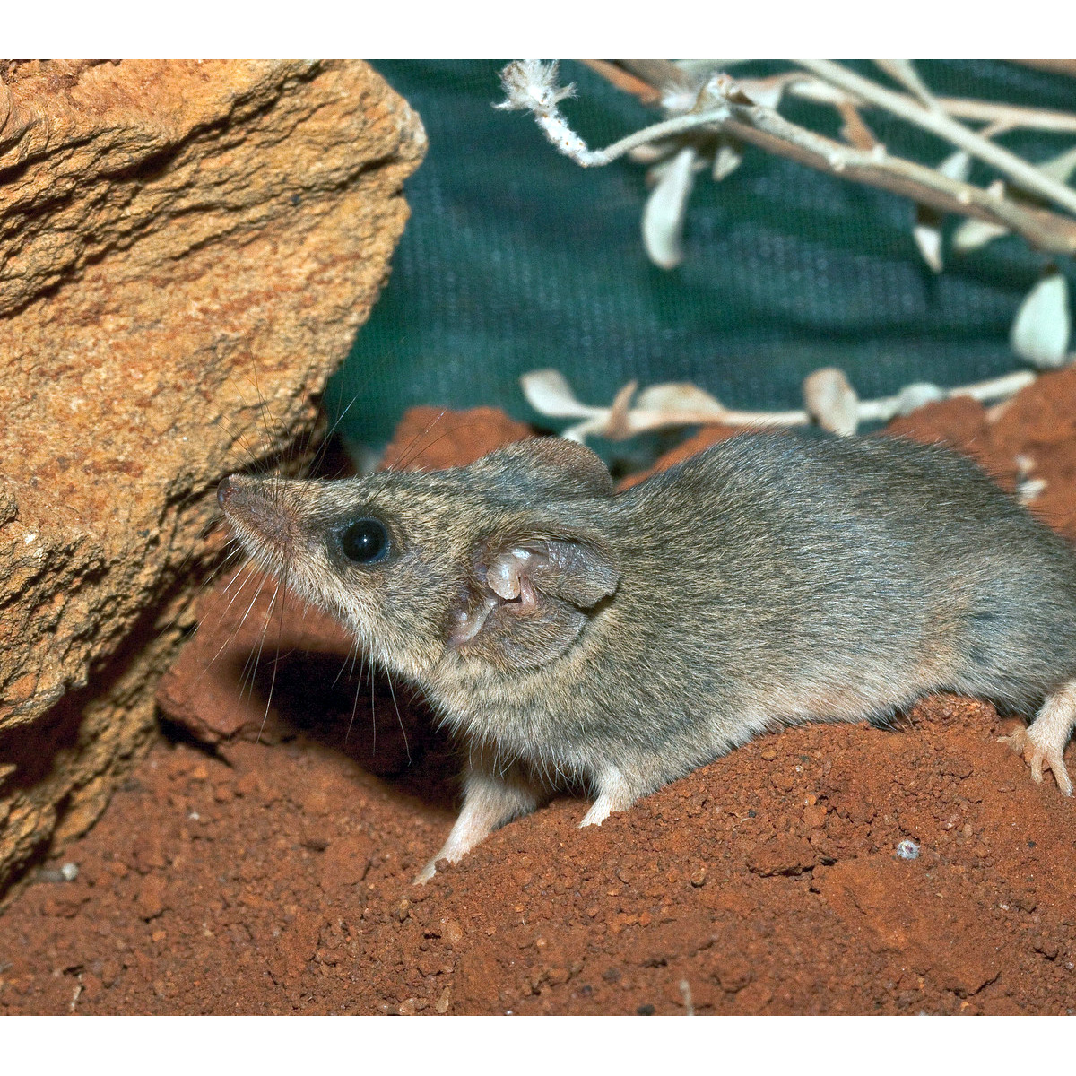 Малая длиннохвостая сумчатая мышь (Sminthopsis dolichura) Фото №4