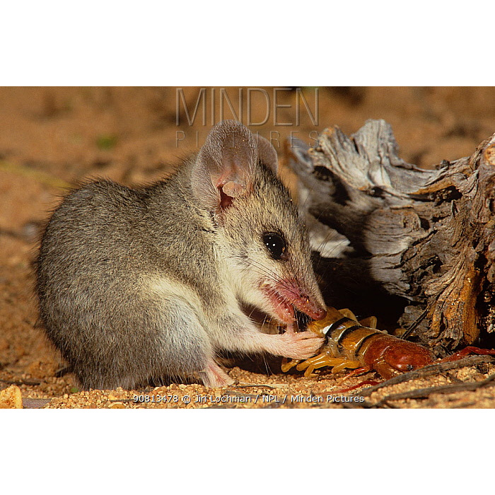 Малая длиннохвостая сумчатая мышь (Sminthopsis dolichura) Фото №5
