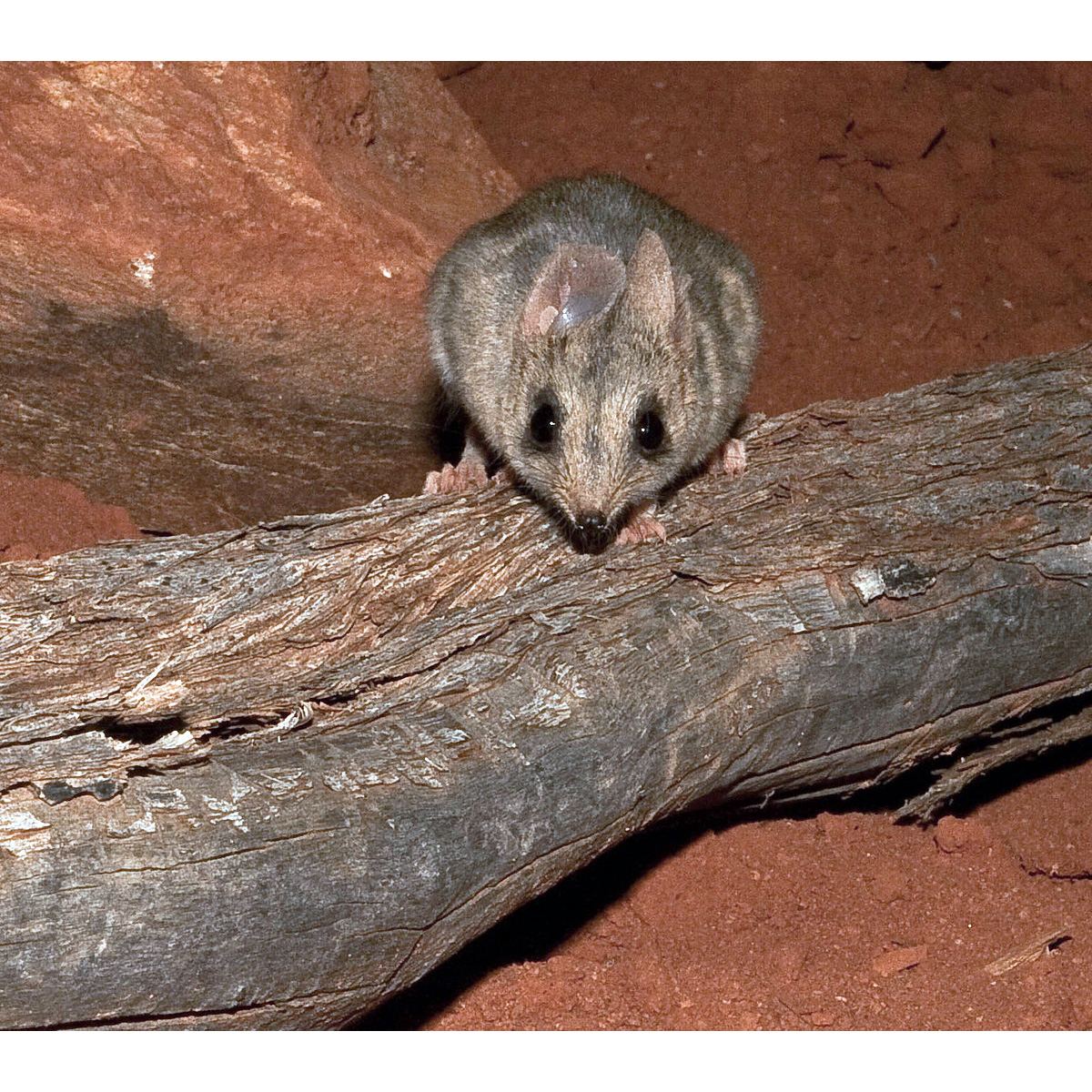 Малая длиннохвостая сумчатая мышь (Sminthopsis dolichura) Фото №6