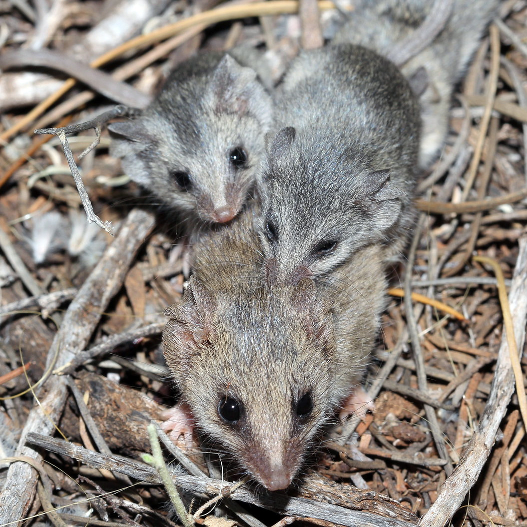 Малая длиннохвостая сумчатая мышь (Sminthopsis dolichura) Фото №7