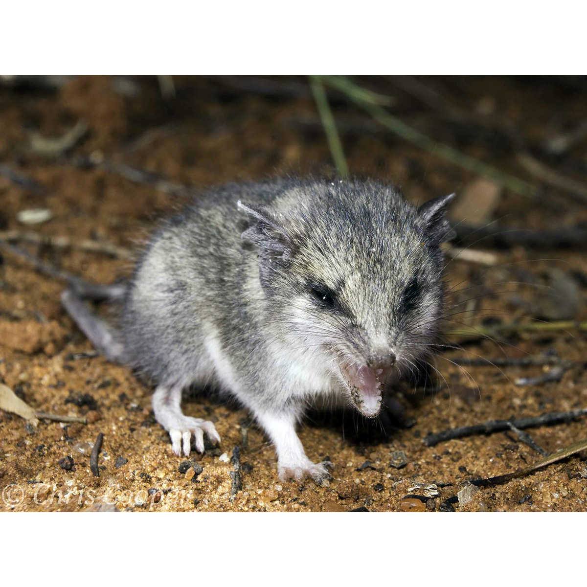 Малая длиннохвостая сумчатая мышь (Sminthopsis dolichura) Фото №8
