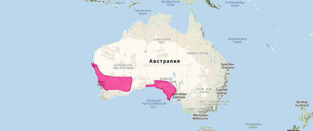 Малая длиннохвостая сумчатая мышь (Sminthopsis dolichura) Ареал обитания на карте