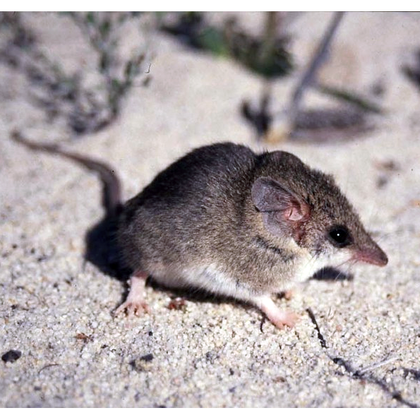 Малая длиннохвостая сумчатая мышь (Sminthopsis dolichura) Фото №1