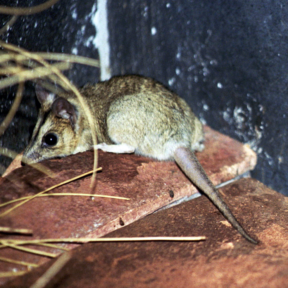 Сумчатая мышь Дугласа (Sminthopsis douglasi) Фото №2