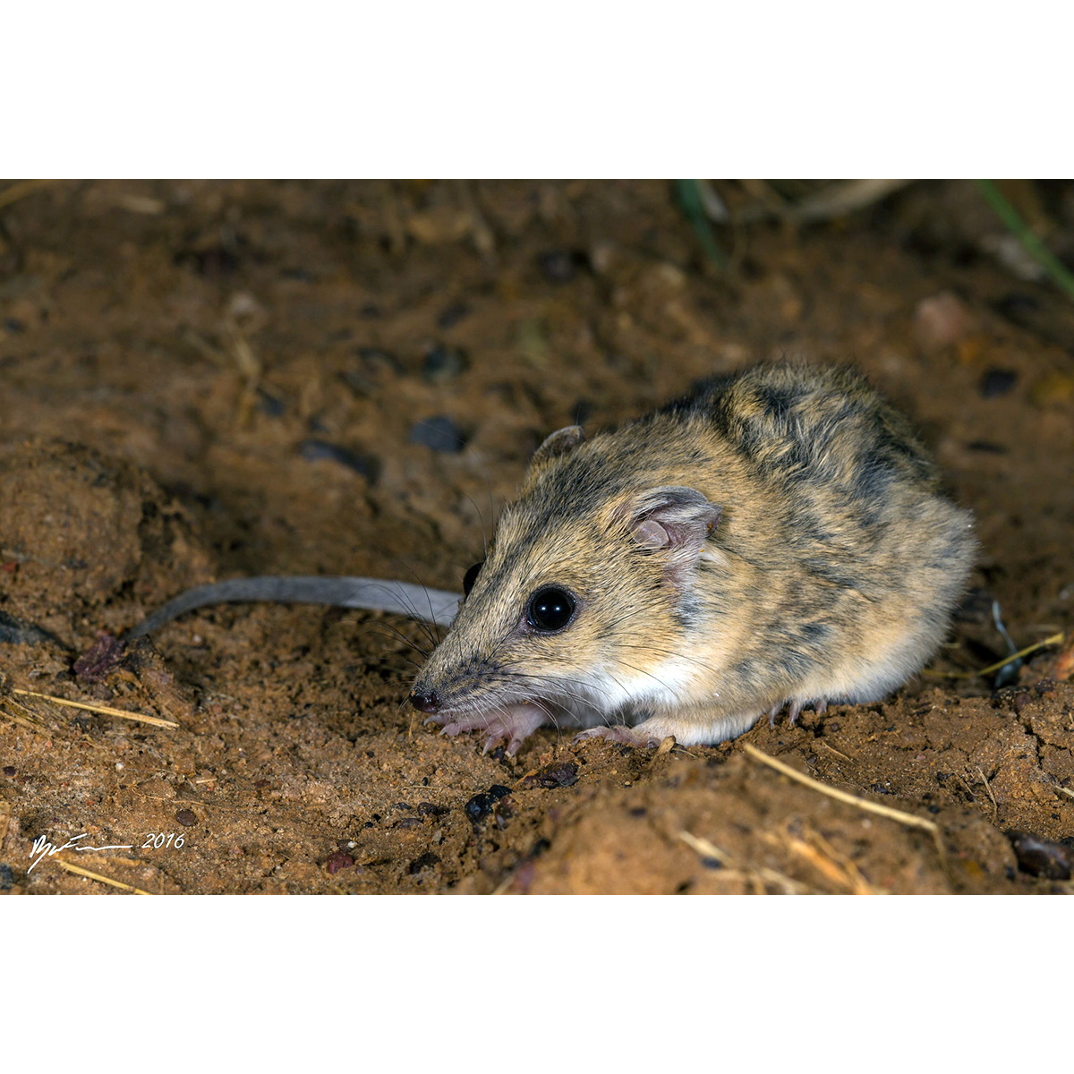 Сумчатая мышь Дугласа (Sminthopsis douglasi) Фото №3