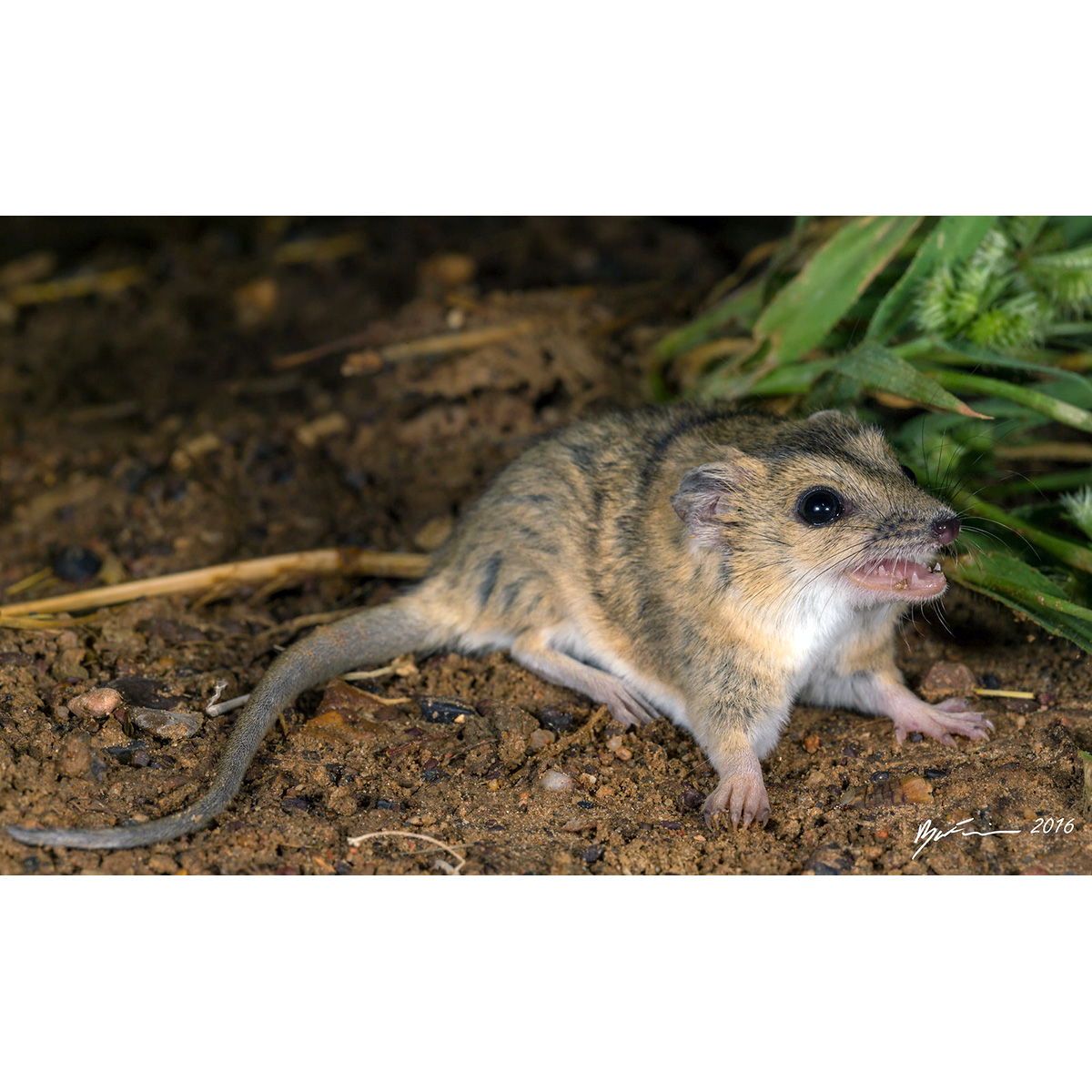Сумчатая мышь Дугласа (Sminthopsis douglasi) Фото №5