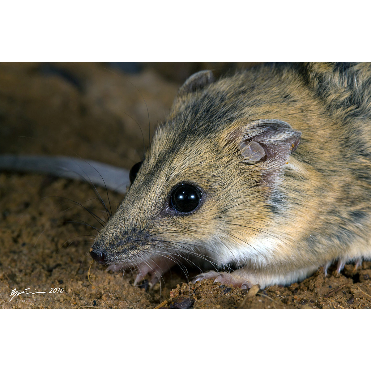 Сумчатая мышь Дугласа (Sminthopsis douglasi) Фото №6