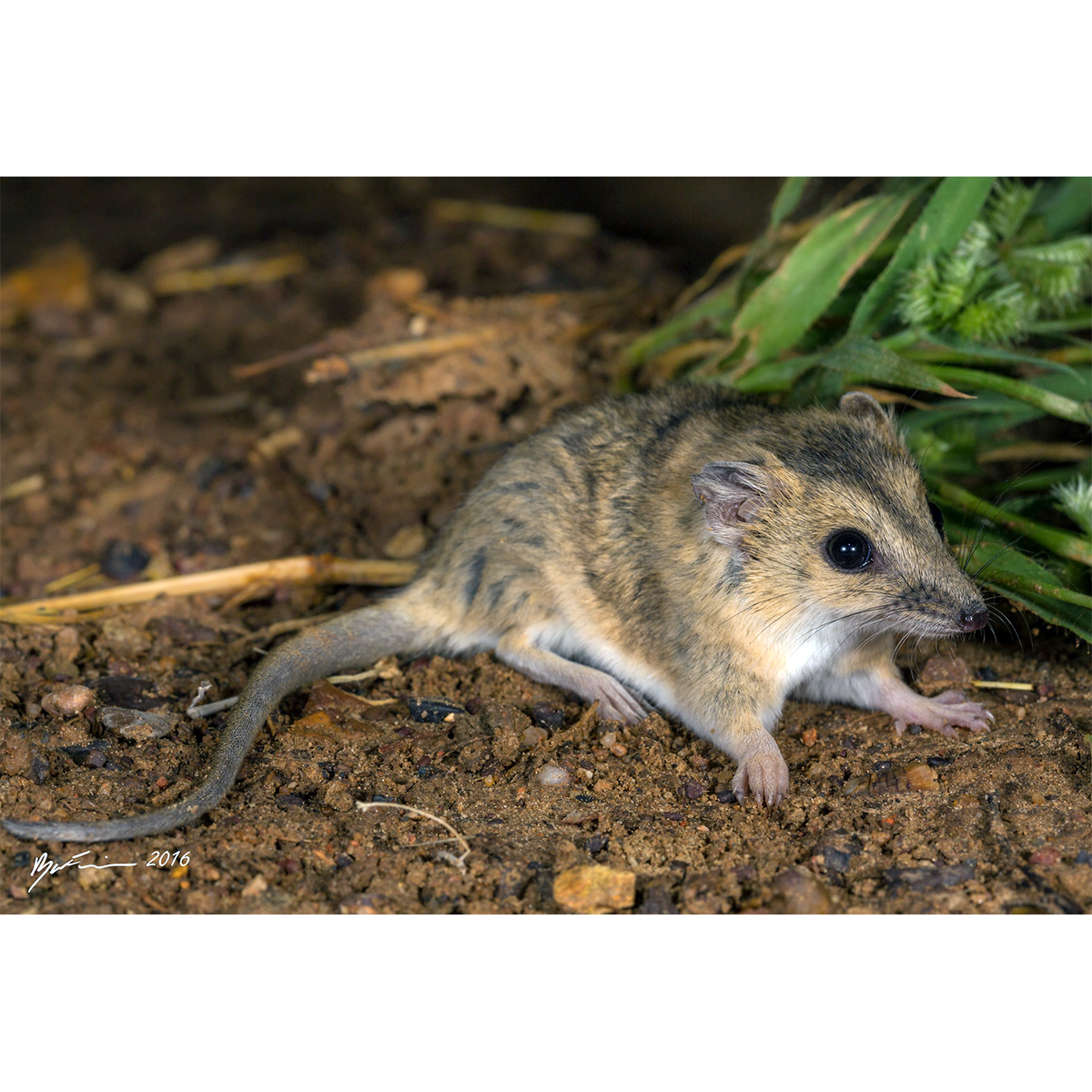 Сумчатая мышь Дугласа (Sminthopsis douglasi) Фото №1