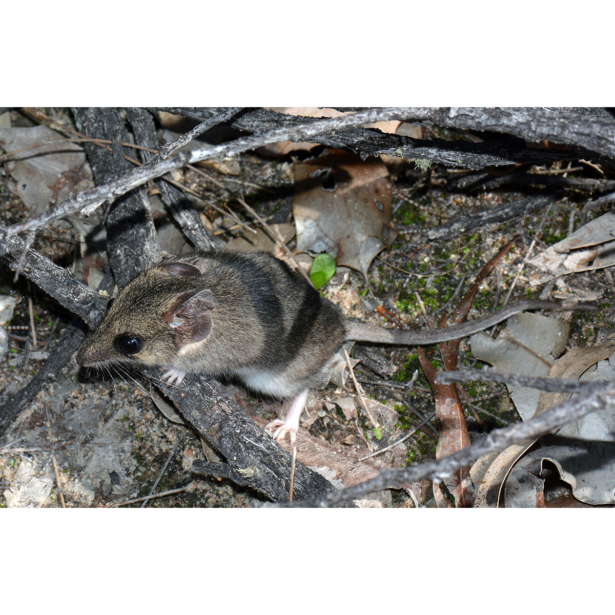 Сумчатая мышь Гилберта (Sminthopsis gilberti) Фото №2