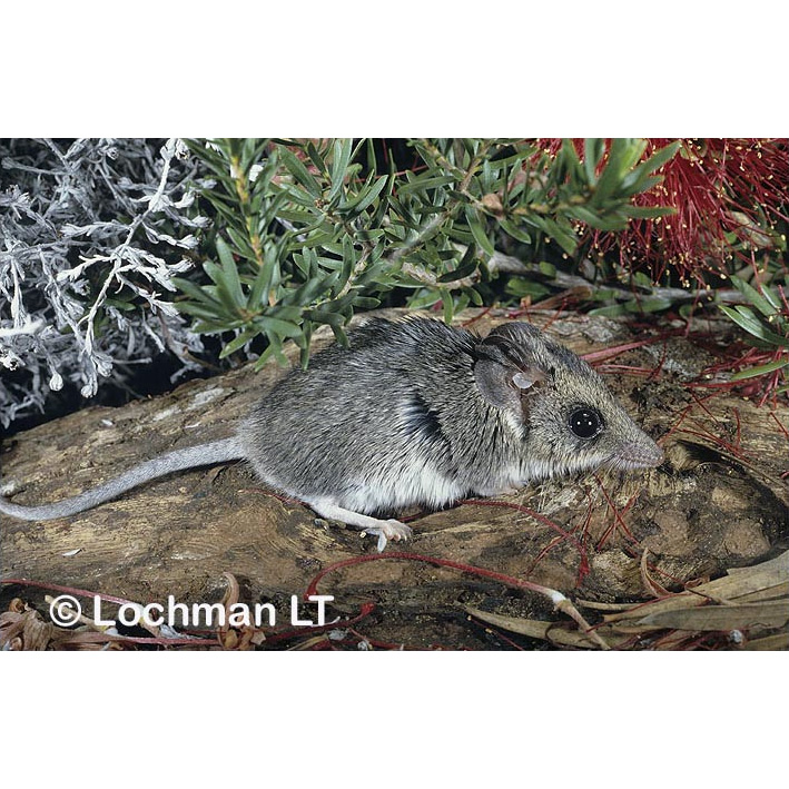 Сумчатая мышь Гилберта (Sminthopsis gilberti) Фото №3