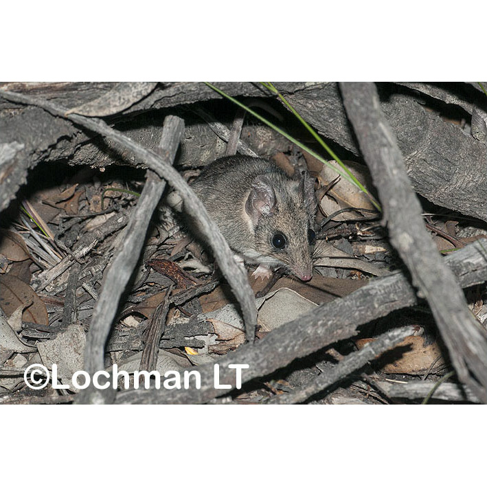 Сумчатая мышь Гилберта (Sminthopsis gilberti) Фото №4
