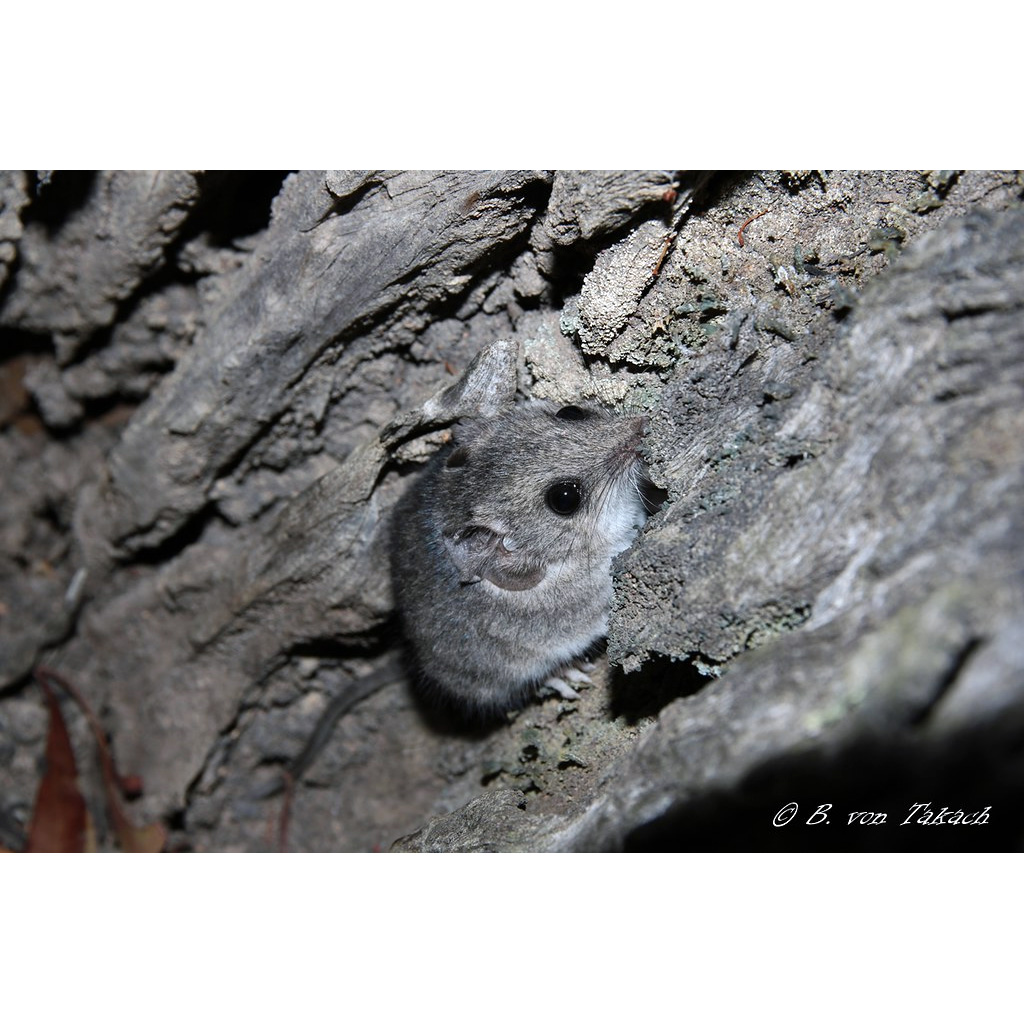 Сумчатая мышь Гилберта (Sminthopsis gilberti) Фото №5