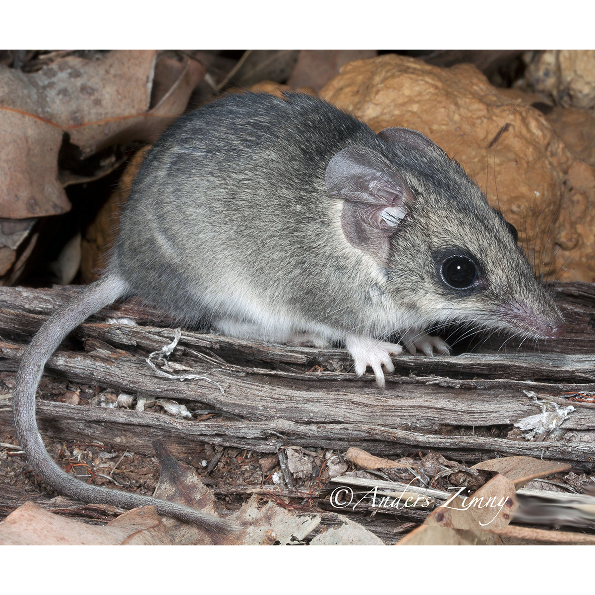 Сумчатая мышь Гилберта (Sminthopsis gilberti) Фото №1