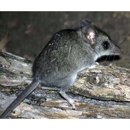 Серобрюхая сумчатая мышь (Sminthopsis griseoventer) Фото №1