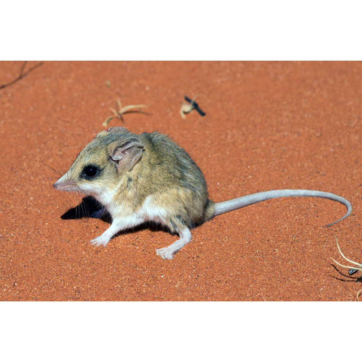 Мохноногая сумчатая мышь (Sminthopsis hirtipes) Фото №2