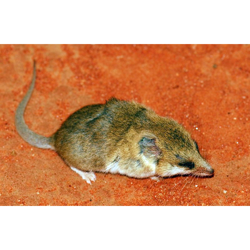 Мохноногая сумчатая мышь (Sminthopsis hirtipes) Фото №3