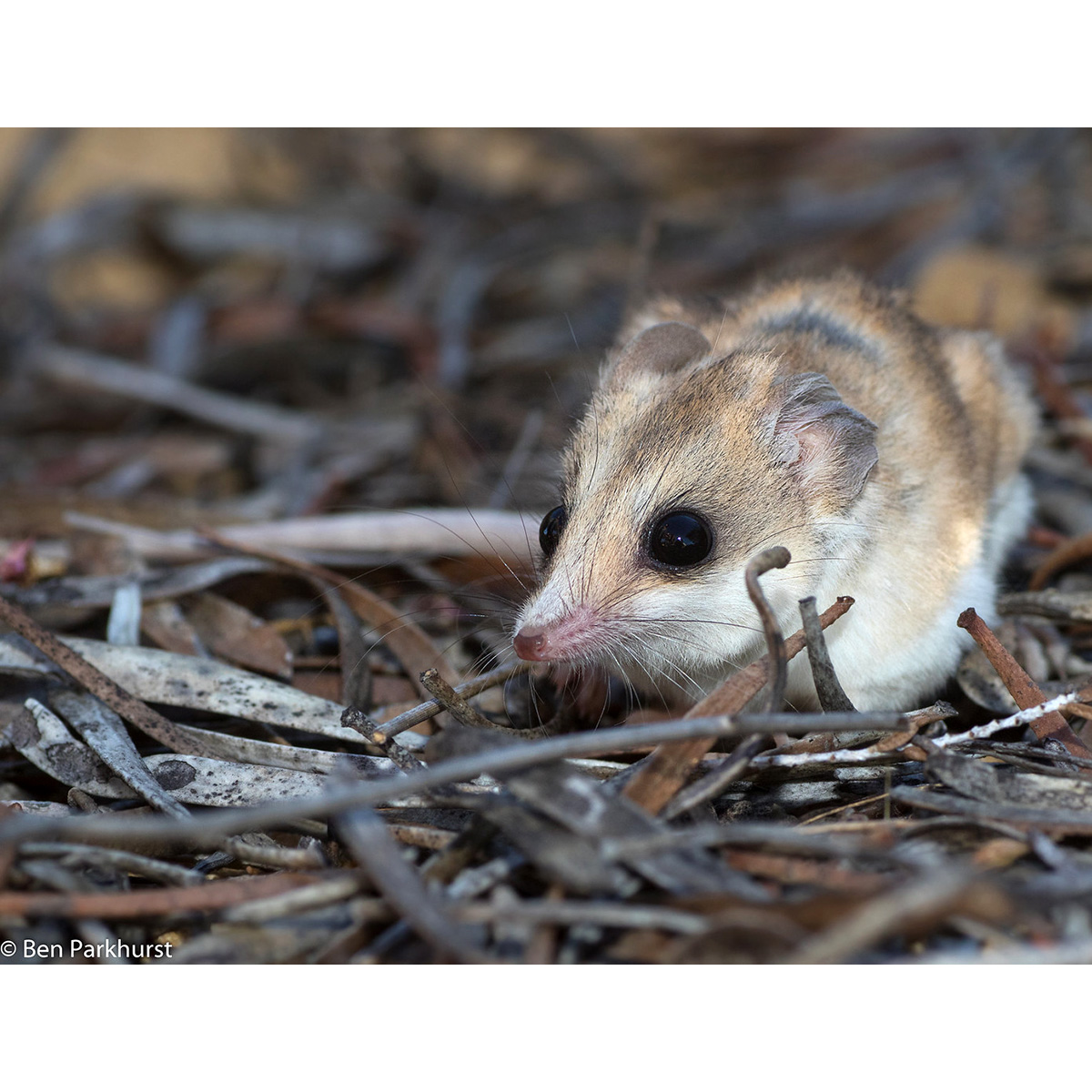 Мохноногая сумчатая мышь (Sminthopsis hirtipes) Фото №4