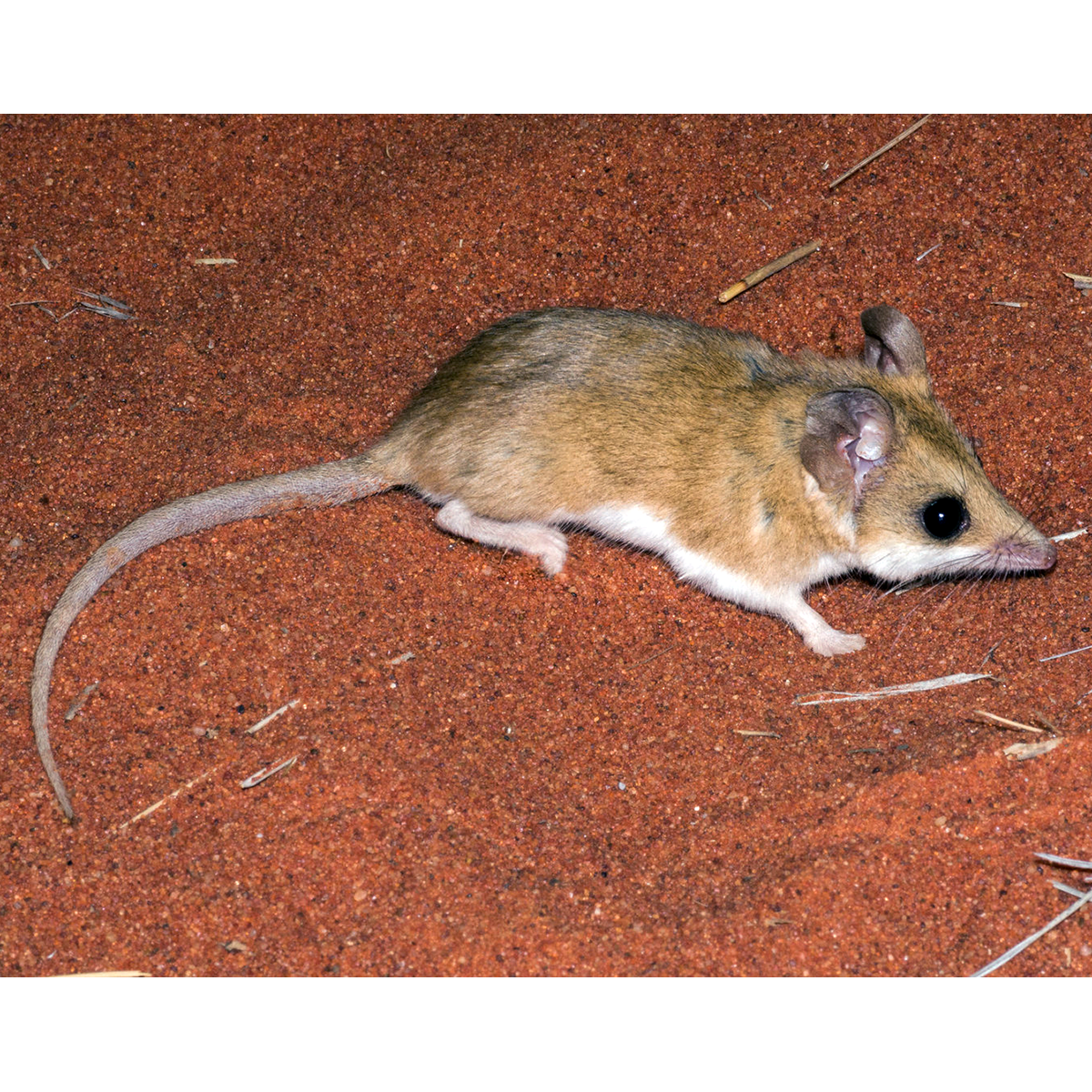 Мохноногая сумчатая мышь (Sminthopsis hirtipes) Фото №1