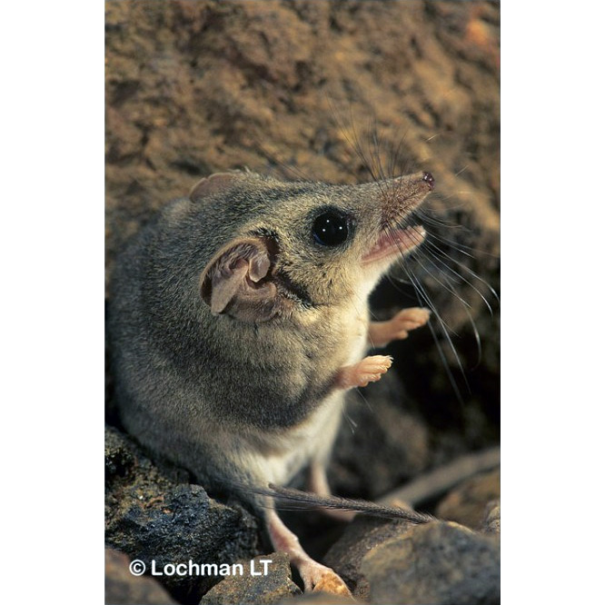 Длиннохвостая сумчатая мышь (Sminthopsis longicaudata) Фото №10