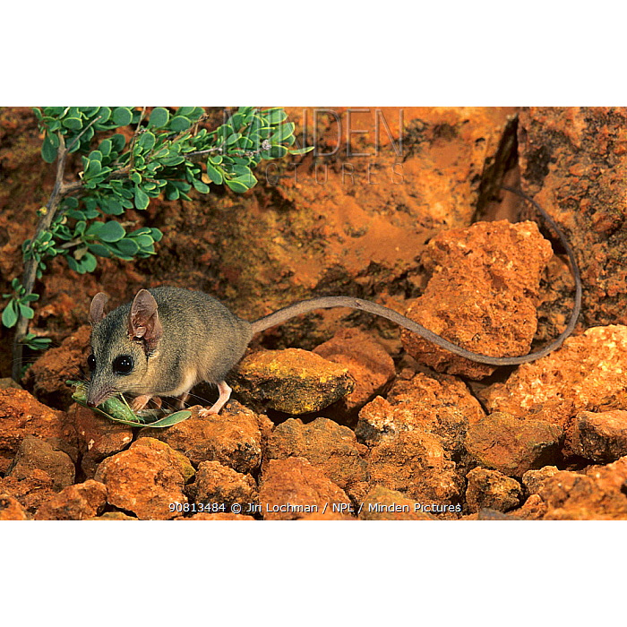 Длиннохвостая сумчатая мышь (Sminthopsis longicaudata) Фото №2