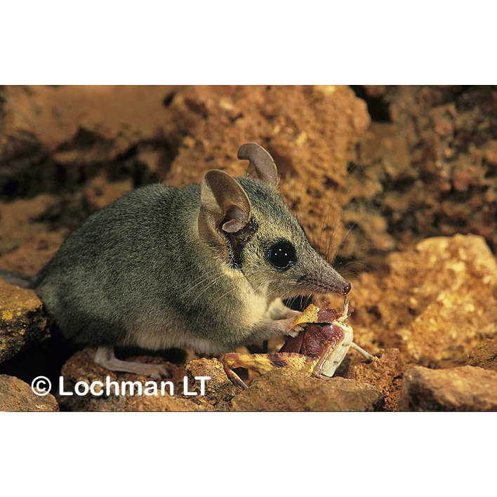 Длиннохвостая сумчатая мышь (Sminthopsis longicaudata) Фото №6