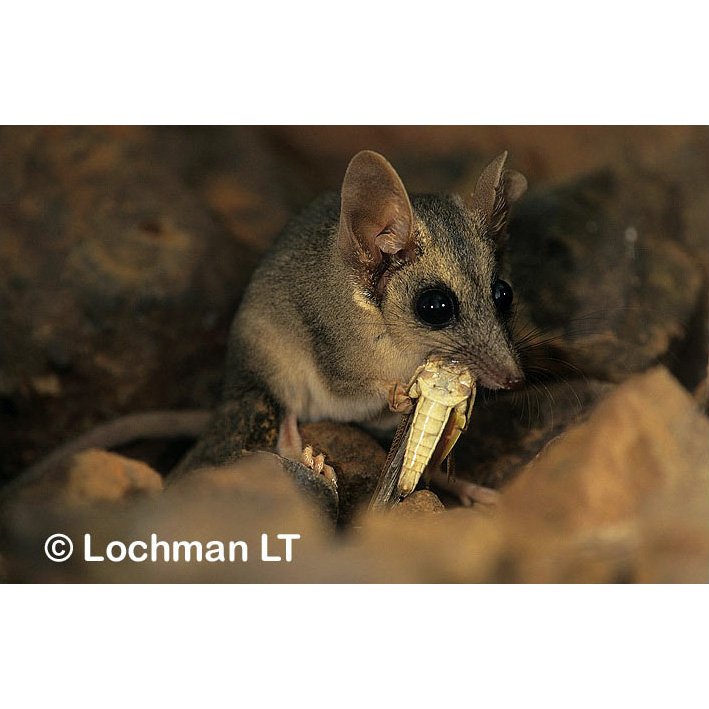 Длиннохвостая сумчатая мышь (Sminthopsis longicaudata) Фото №7