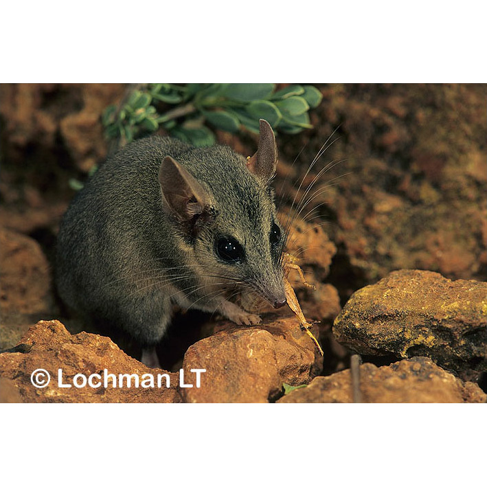 Длиннохвостая сумчатая мышь (Sminthopsis longicaudata) Фото №8