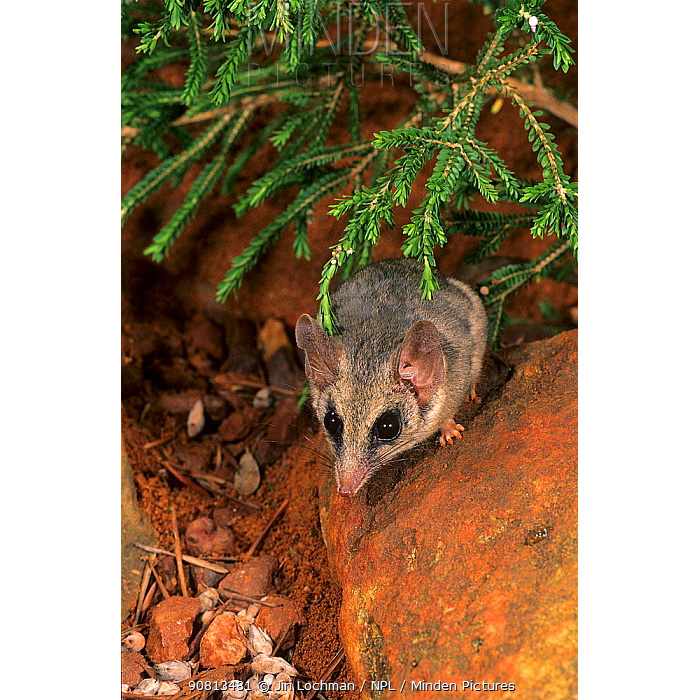 Длиннохвостая сумчатая мышь (Sminthopsis longicaudata) Фото №9
