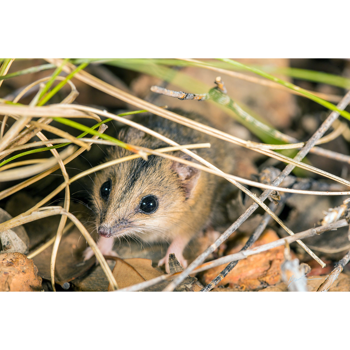 Полосатолицая сумчатая мышь (Sminthopsis macroura) Фото №10