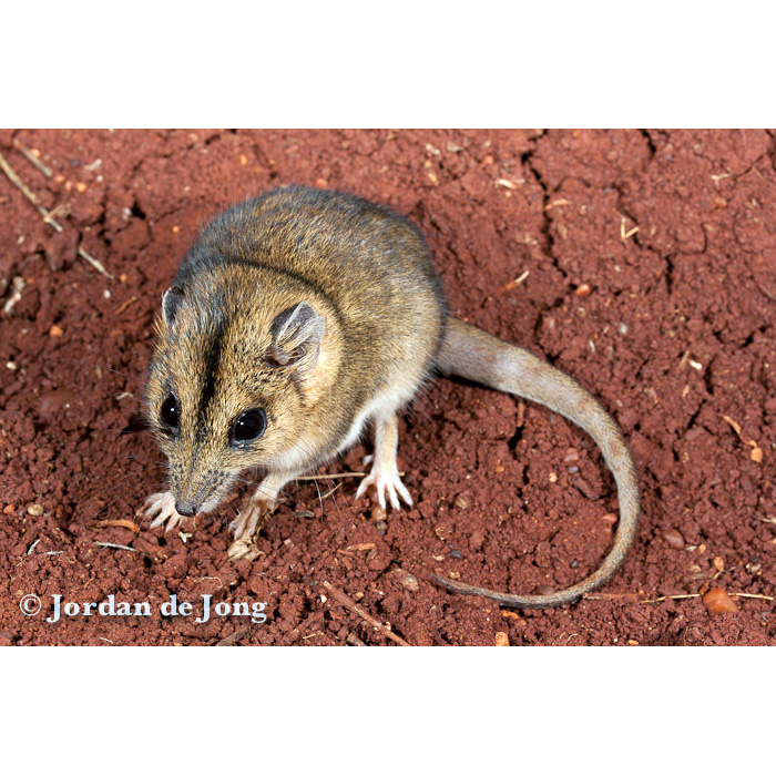 Полосатолицая сумчатая мышь (Sminthopsis macroura) Фото №2