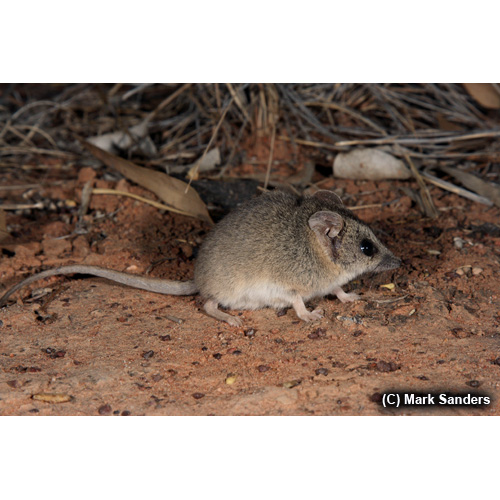Полосатолицая сумчатая мышь (Sminthopsis macroura) Фото №3