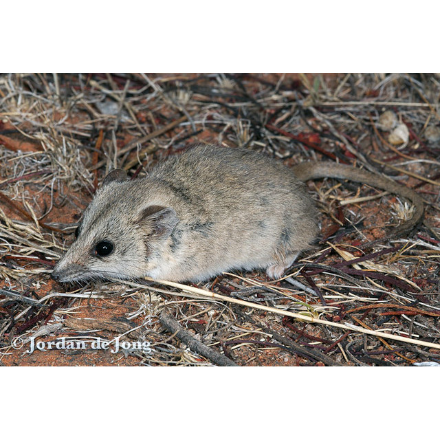 Полосатолицая сумчатая мышь (Sminthopsis macroura) Фото №4