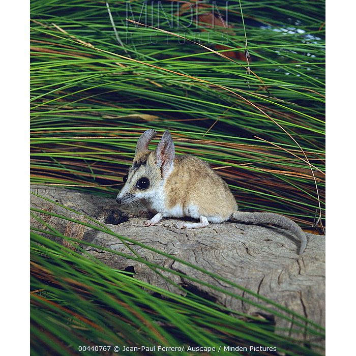 Полосатолицая сумчатая мышь (Sminthopsis macroura) Фото №6