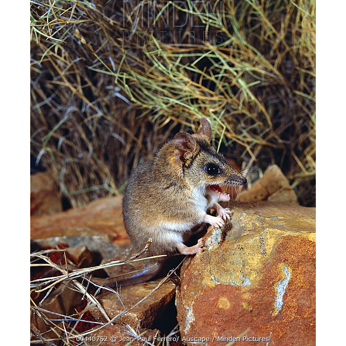 Полосатолицая сумчатая мышь (Sminthopsis macroura) Фото №8