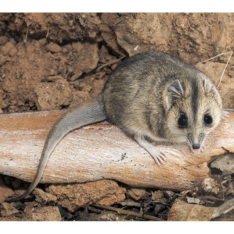 Полосатолицая сумчатая мышь (Sminthopsis macroura) Фото №1